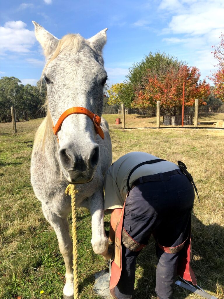 farrier